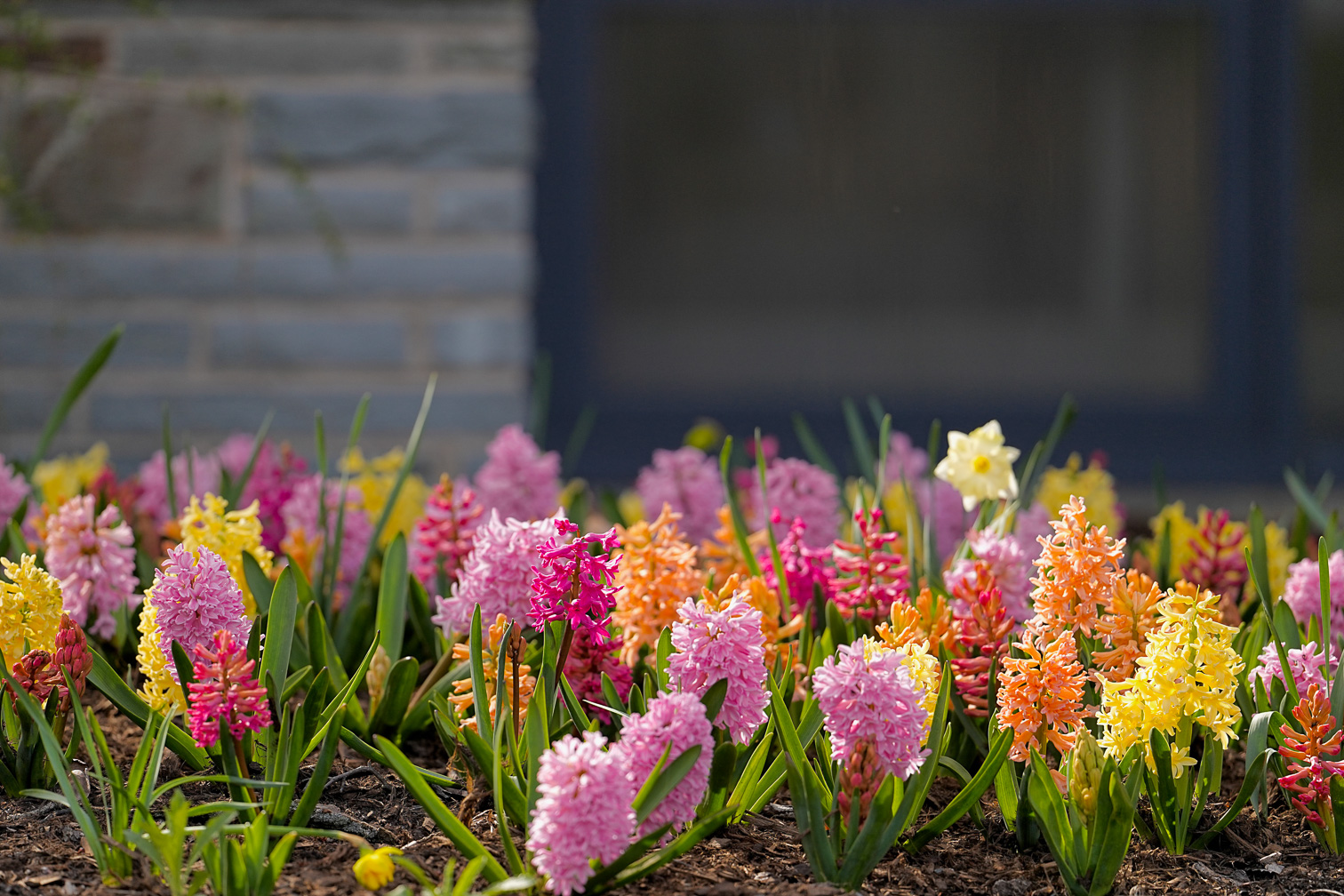 Spring in Pink
